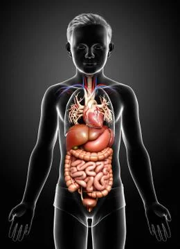 3d rendered medically accurate illustration of boy Digestive System. Stock Illustration