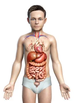 3d rendered medically accurate illustration of Boy Digestive System  and hear Stock Illustration