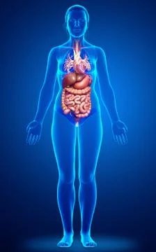 3d rendered medically accurate illustration of female Digestive System. Stock Illustration