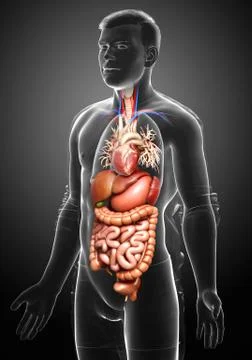 3d rendered medically accurate illustration of male Digestive System. Stock Illustration