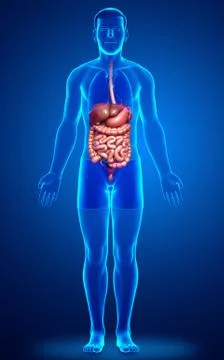 3d rendered medically accurate illustration of male Digestive System. Stock Illustration