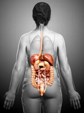 3d rendered medically accurate illustration of female Digestive System. 스톡 일러스트