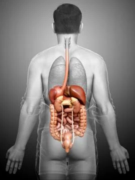 3d rendered medically accurate illustration of male Digestive System. 스톡 일러스트