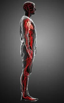3d rendered medically accurate illustration of male arteries Stock Illustration