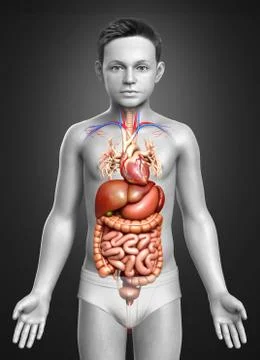 3d rendered medically accurate illustration of boy Digestive System. Illustrazione stock