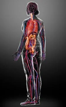 3d rendered medically accurate illustration of female Internal organs and cir Stock Illustration