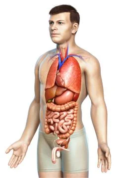 3d rendered medically accurate illustration of male  Internal organs Stock Illustration