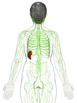 3d rendered medically accurate illustration of a female lymphatic system Stock Illustration