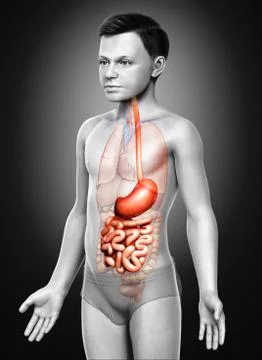 3d rendered, medically accurate illustration of a young boy stomach and small Stock Illustration