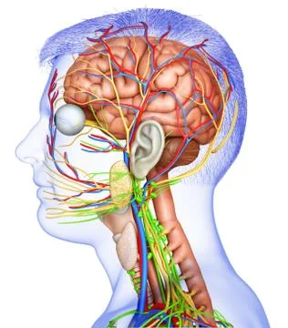 3d rendered medically accurate illustration of a male brain anatomy Stock Illustration