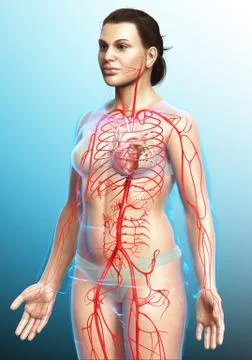 3d rendered medically accurate illustration of Female arteries Stock Illustration