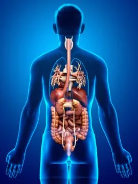 3d rendered medically accurate illustration of male Digestive System. イラスト素材