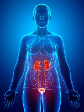 3d rendered, medically accurate illustration of the female highlighted kidney Stock Illustration