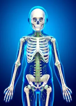 3d rendered medically accurate illustration of a young girl lymphatic system Stock Illustration