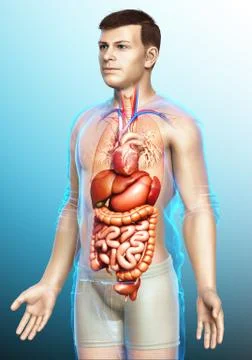 3d rendered medically accurate illustration of male Digestive System. Stock Illustration