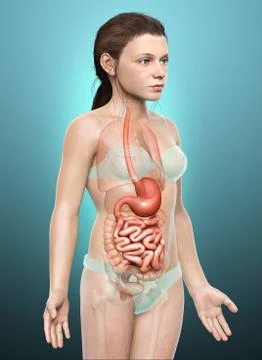 3d rendered, medically accurate illustration of a young girl stomach and smal Stock Illustration