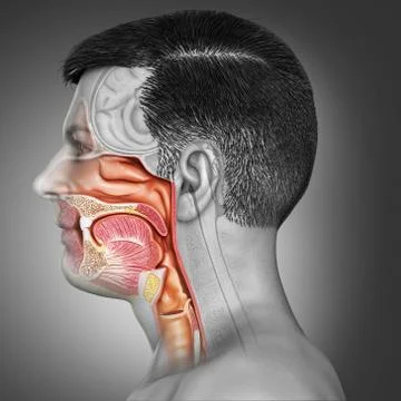 3d rendered, medically accurate illustration of male Trachea and esophagus an Stock Illustration