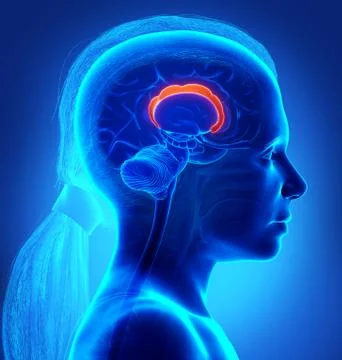 3d rendered medically accurate illustration of the brain anatomy. Stock Illustration