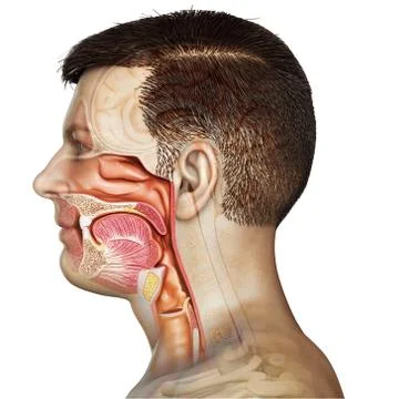 3d rendered, medically accurate illustration of male Trachea and esophagus an Stock Illustration