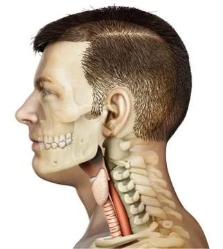 3d rendered medically accurate illustration of the female larynx anatomy Stock Illustration