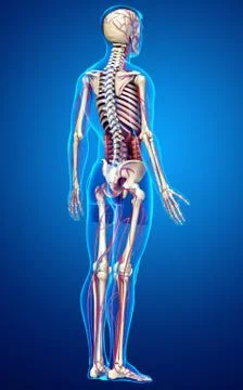 3d rendered medically accurate illustration of male Internal organs, skeleton Stock Illustration