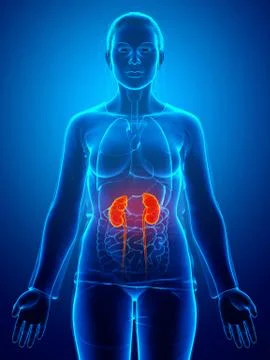 3d rendered, medically accurate illustration of the female highlighted kidney Stock Illustration