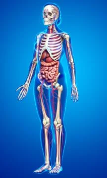3d rendered medically accurate illustration of female Internal organs, skelet Stock Illustration