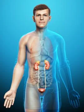 3d rendered, medically accurate illustration of the kidneys Stock Illustration