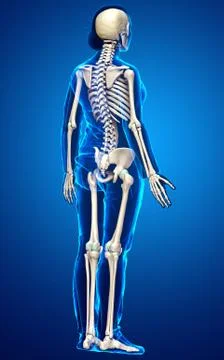3d rendered, medically accurate illustration of a female skeleton system Stock Illustration