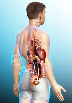 3d rendered medically accurate illustration of male Digestive System  and hea Stock Illustration