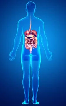 3d rendered medically accurate illustration of male Digestive System. Stock Illustration