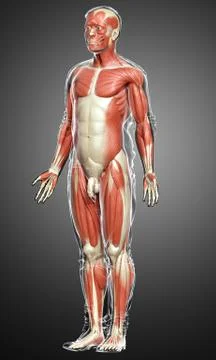 3d rendered medically accurate illustration of a male muscle system Stock Illustration
