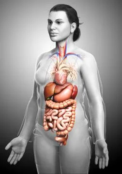 3d rendered medically accurate illustration of female Digestive System. Stock Illustration
