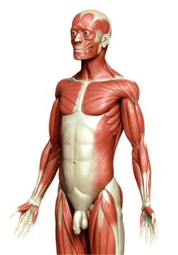 3d rendered medically accurate illustration of a male muscle system Stock Illustration