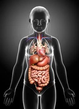 3d rendered medically accurate illustration of young girl Digestive System  a 库存插图
