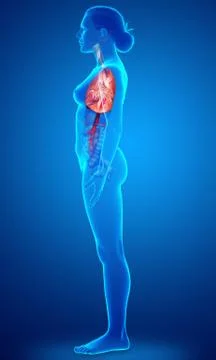 3d rendered, medically accurate illustration of a female lung anatomy Stock Illustration