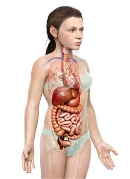 3d rendered medically accurate illustration of young girl Digestive System 스톡 일러스트