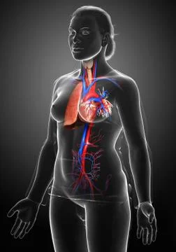 3d rendered, medically accurate illustration of a female lung anatomy Stock Illustration