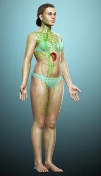 3d rendered medically accurate illustration of a female lymphatic system Stock Illustration