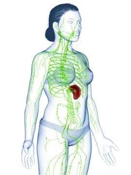 3d rendered medically accurate illustration of a female lymphatic system Stock Illustration