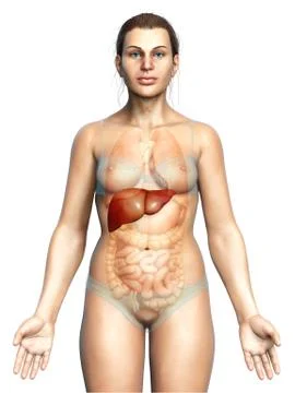 3d rendered, medically accurate illustration of female Liver Anatomy Stock Illustration
