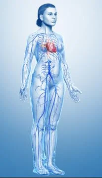 3d rendered medically accurate illustration of a female Veins anatomy Stock Illustration