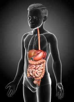 3d rendered medically accurate illustration of boy Digestive System. Stock Illustration