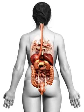 3d rendered medically accurate illustration of Female Digestive System  and h Stock Illustration