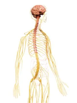 3d rendered medically accurate illustration of the nervous system Stock Illustration