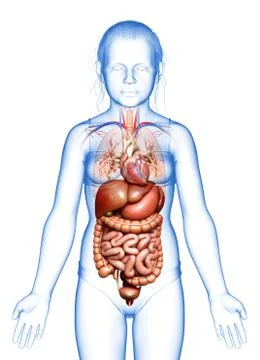 3d rendered medically accurate illustration of young girl Digestive System  a Stock Illustration