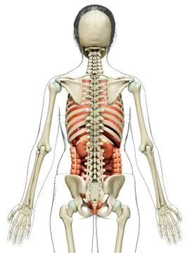 3d rendered medically accurate illustration of female  Internal organs and sk Stock Illustration