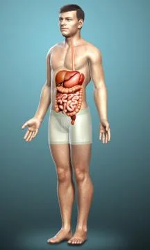 3d rendered medically accurate illustration of male Digestive System. Stock Illustration