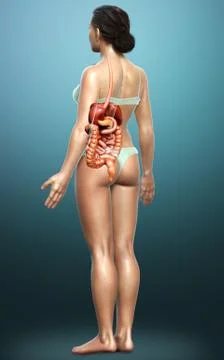 3d rendered medically accurate illustration of female Digestive System. Stock Illustration