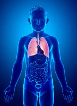 3d rendered, medically accurate illustration of a young boy lung anatomy Stock Illustration